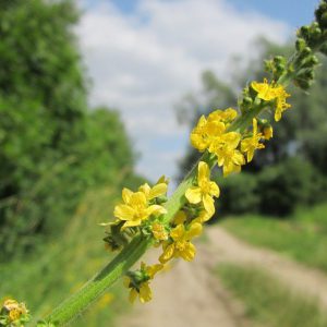 Agrimony