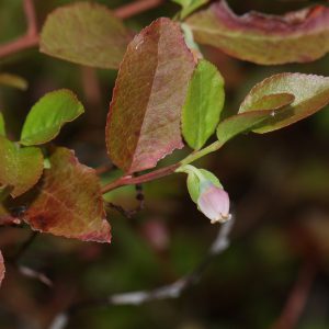 “Vaccinium myrtillus 4858” by Walter Siegmund, licensed under Creative Commons Attribution-Share Alike 3.0.