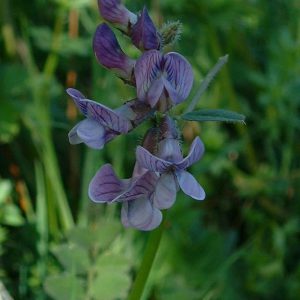 “Vicia sepium1” by Jeffdelonge, licensed under Creative Commons Attribution-Share Alike 4.0.