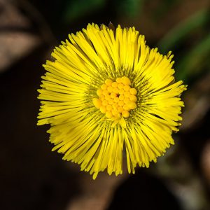 “Tussilago farfara 20180402 02” by Uoaei1, licensed under Creative Commons Attribution-Share Alike 4.0.