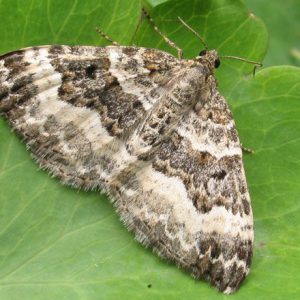 Common-Carpet