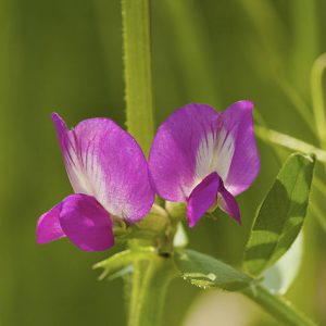 “Vicia sativa LC0223” by Jörg Hempel, licensed under Creative Commons Attribution-Share Alike 4.0.