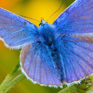 Common_Blue_Polyommatus_icarus-1200x719