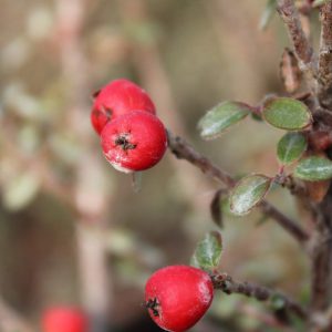 Cotoneaster