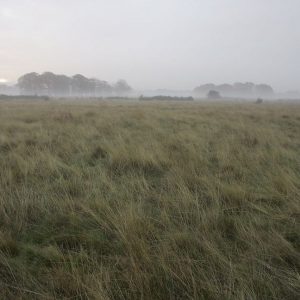 DryAcidGrassland