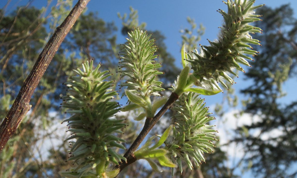 GoatWillow