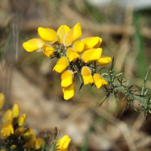 Gorse