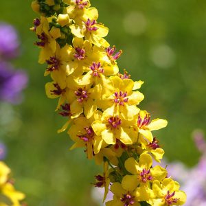 “Verbascum thapsus Dziewanna drobnokwiatowa 2015 03” by Agnieszka Kwiecień & Nova, licensed under Creative Commons Attribution-Share Alike 4.0.