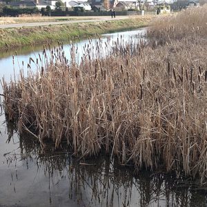 “Typha latifolia 109956714” by Michel Langeveld, licensed under Creative Commons Attribution-Share Alike 4.0.