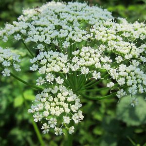 Ground-Elder