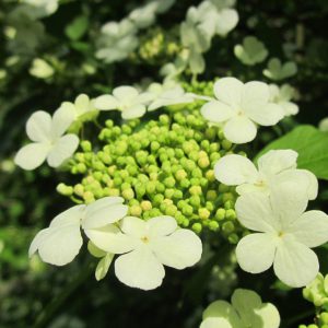 Guelder-Rose