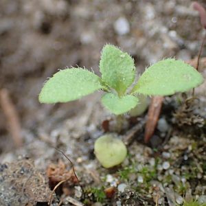 “Veronica officinalis kz15” by Krzysztof Ziarnek & Kenraiz, licensed under Creative Commons Attribution-Share Alike 4.0.