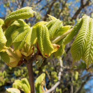 HorseChestnut