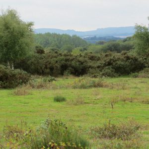 NaturalGrassland