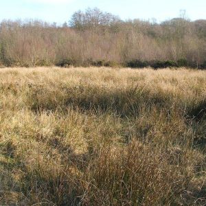 PurpleMoorGrassRushPasture