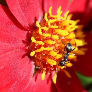 black-garden-ant