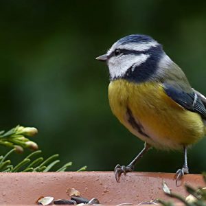 blue_tit-1200x719