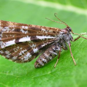 bordered-white