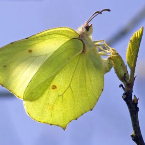 brimstone-butterfly