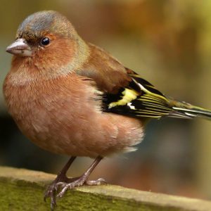 chaffinch_uk-1200x719