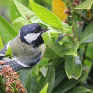 coal-tit-1200x719