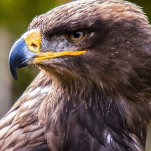 common-buzzard-uk-1200x719