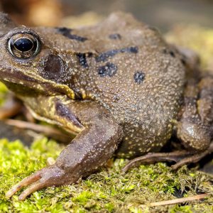 common-frog-1200x719
