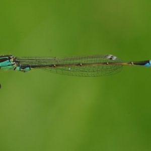 common-hawker