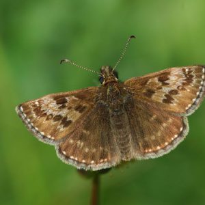 dingy-skipper-