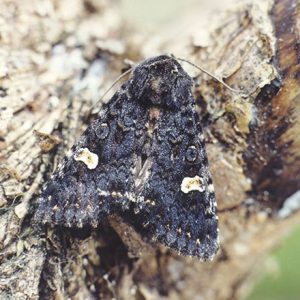 dotmoth