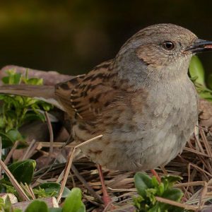 dunnock-1200x719