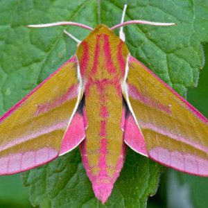 elephant-moth