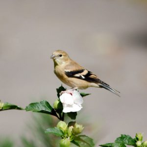 gold_finch-1200x719