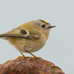 goldcrest-1200x719