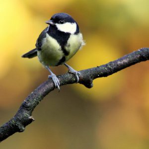 great_tit-1200x719