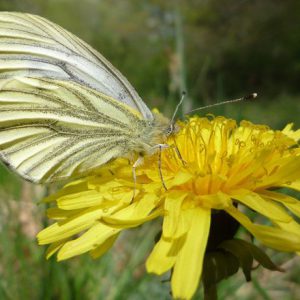 green-veined-white