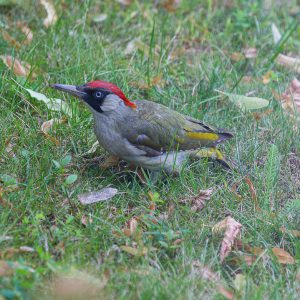 green-woodpecker