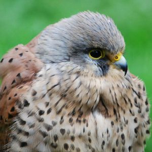 kestrel_uk-1200x719