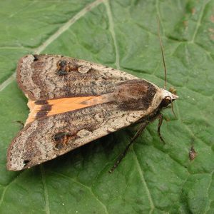 large-yellow-underwing