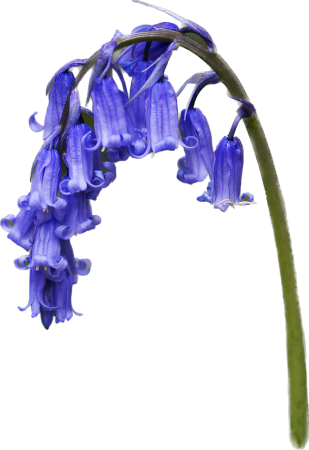 bluebells_01